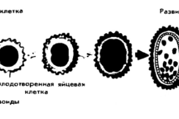 Кракен онион ссылки