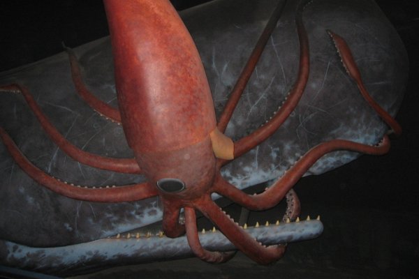 Kraken даркнет что это
